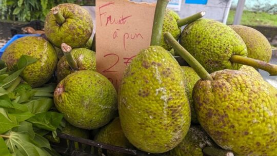 Fruit à pain: La Réunion mise dessus