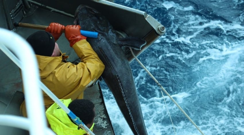 La pêche à la légine impactée par les changements climatiques

Les pêcheurs de légine sont confrontés à des défis de plus en plus importants en raison des changements climatiques. En effet, ces dernières années, les températures de l’océan Austral ont connu une baisse significative, ce qui a un impact direct sur la pêche à la légine.

La légine, poisson très prisé sur le marché, est une espèce qui vit dans les eaux froides de l’océan Austral. Cependant, avec le réchauffement de la planète, les eaux de cette région se refroidissent, ce qui perturbe le cycle de vie de la légine et rend sa pêche plus difficile pour les professionnels.

De plus, les changements climatiques ont également un impact sur la disponibilité des ressources alimentaires de la légine, ce qui affecte sa croissance et sa reproduction. Les pêcheurs doivent donc s’adapter à ces nouvelles conditions pour maintenir leur activité et assurer la pérennité de la pêche à la légine.

Face à cette situation, des mesures de protection de l’écosystème marin et de gestion durable des ressources halieutiques sont nécessaires pour préserver la légine et garantir la viabilité de cette activité économique. Il est donc crucial que les autorités compétentes prennent des initiatives pour limiter les impacts des changements climatiques sur la pêche à la légine et assurer sa durabilité à long terme.