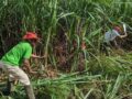 Pauvreté chez 40% ménages agricoles à La Réunion