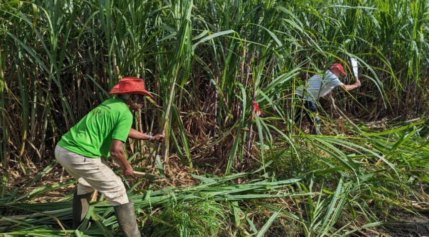 Pauvreté chez 40% ménages agricoles à La Réunion