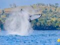 Début des activités au Festival des Baleines à Antananarivo