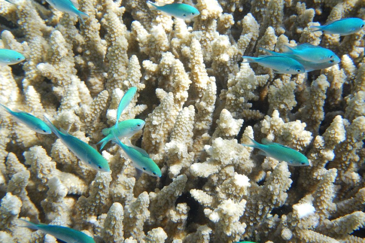 Quelle sortie en catamaran choisir pour snorkeling