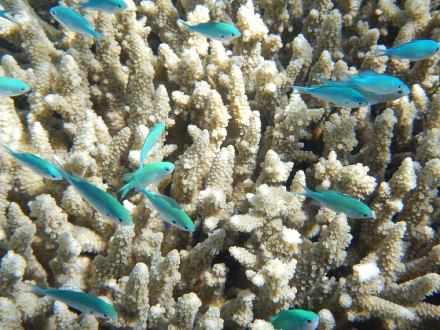 Quelle sortie en catamaran choisir pour snorkeling