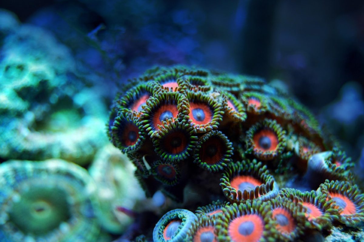 Meilleures plages pour baignade et snorkeling aux Mascareignes