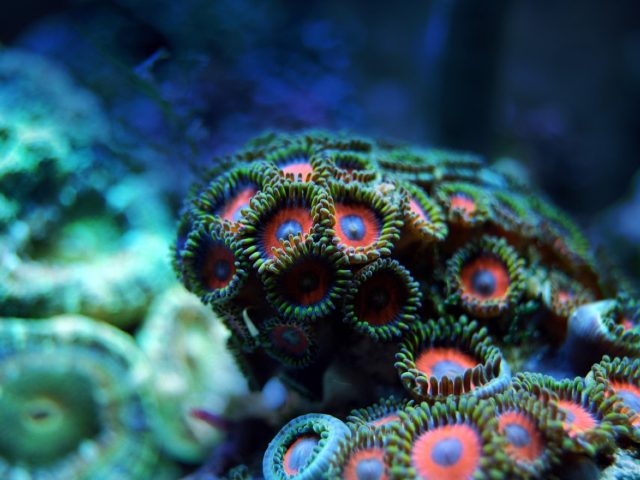 Meilleures plages pour baignade et snorkeling aux Mascareignes
